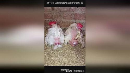 老母鸡下蛋视频,揭秘蛋生奇迹